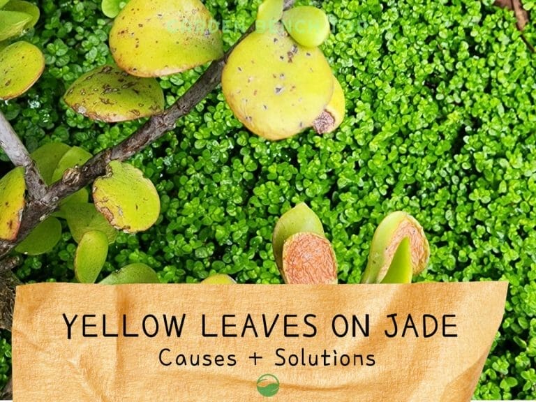 Yellow Leaves on Jade Plant cover