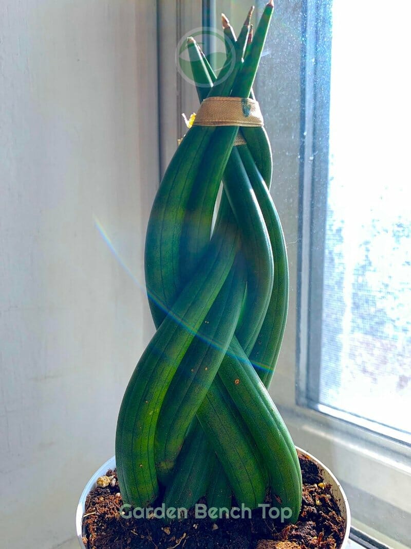 how to braid a snake plant