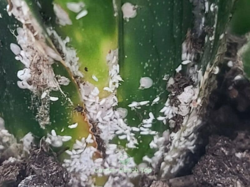 mealybug white spots on snake plant