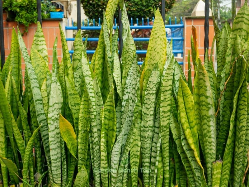 medium sized snake plants