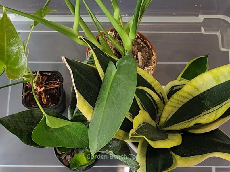 place plants into water