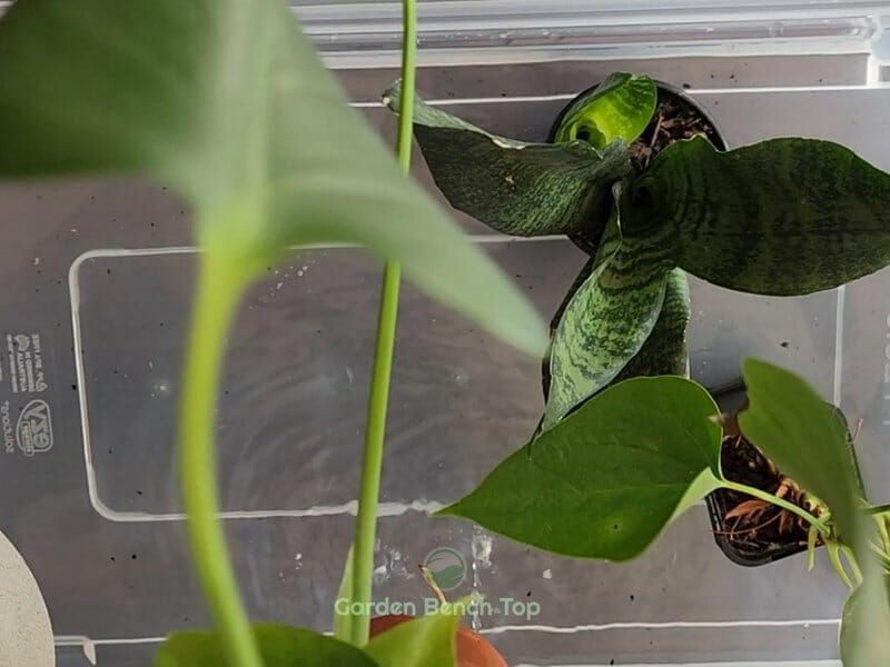 remove plants into water