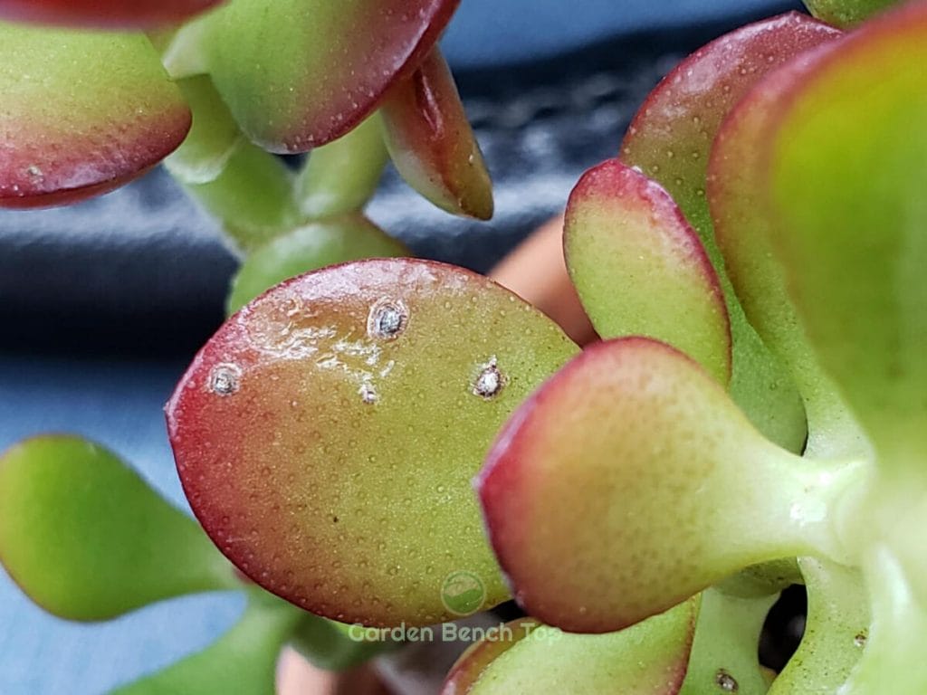 Scales on Jade Plant