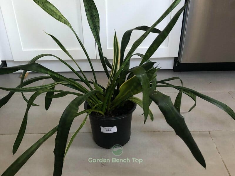 Why are My Snake Plant Leaves Skinny? (ANSWERED)