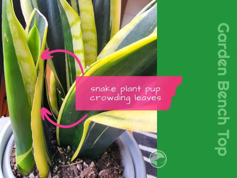 snake plant pup crowding