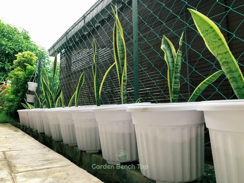 snake plants in pots