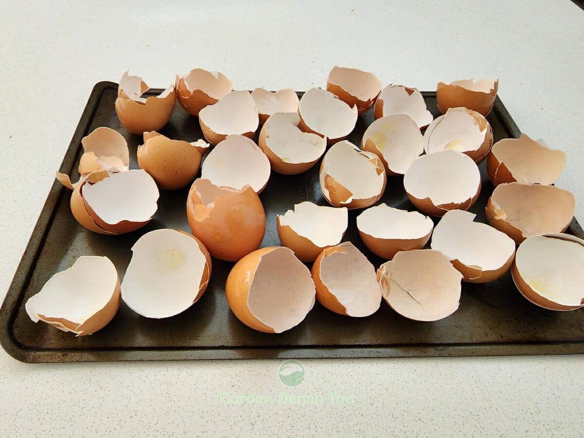 How to Grind Eggshells for Plants & the Garden (3 Easy Ways)