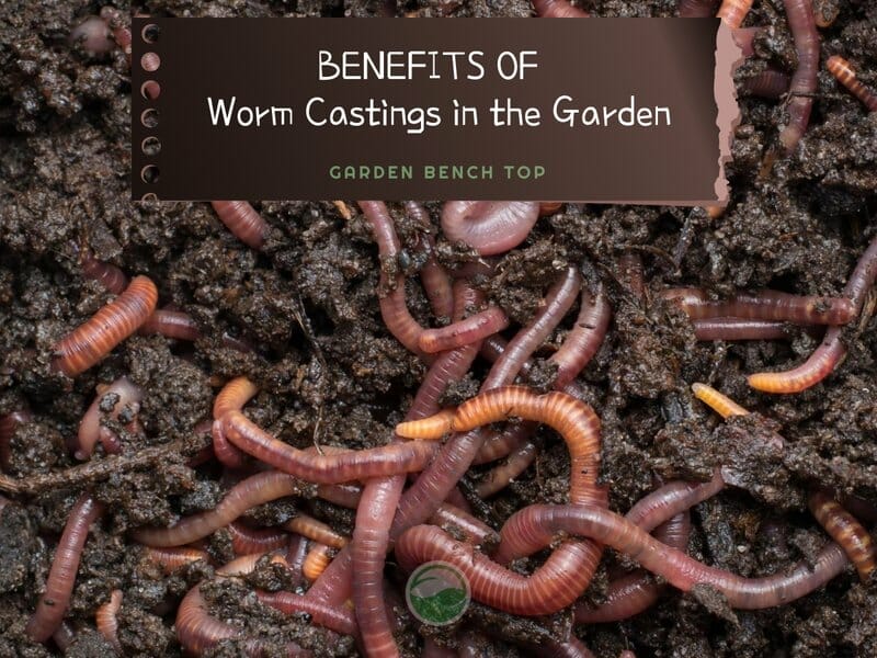 Benefits of worm castings