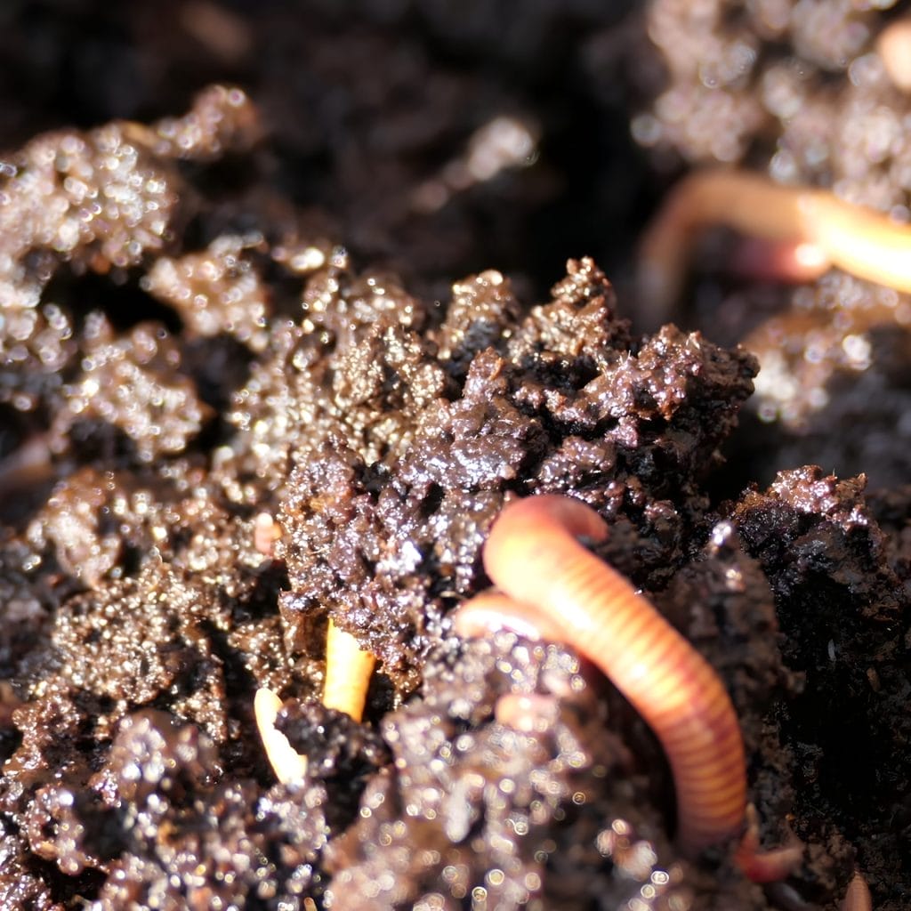 Black-Soil-and-Brown-Worm
