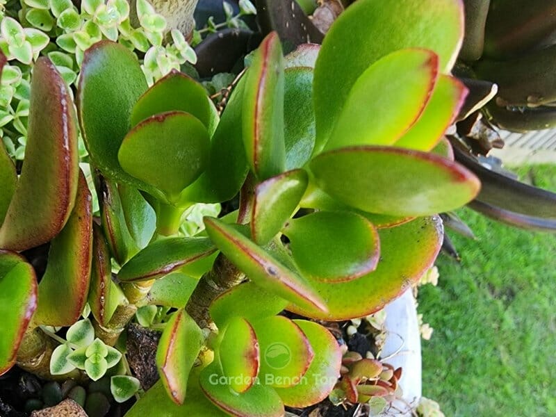 Healthy Jade Plant colors