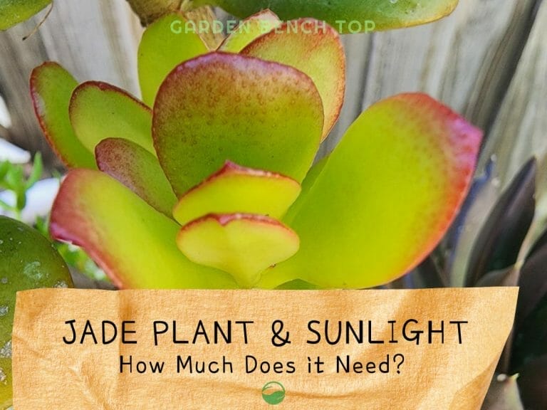 How Much Sunlight Does a Jade Plant Need cover