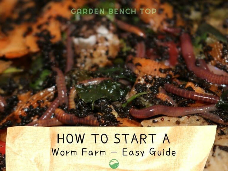 How to Start a Worm Farm cover