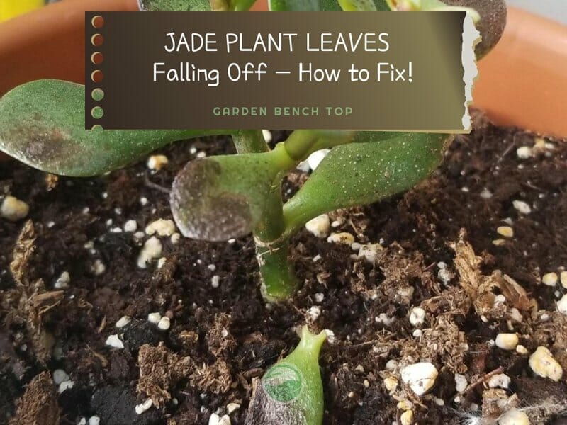 Jade Plant Leaves Falling Off