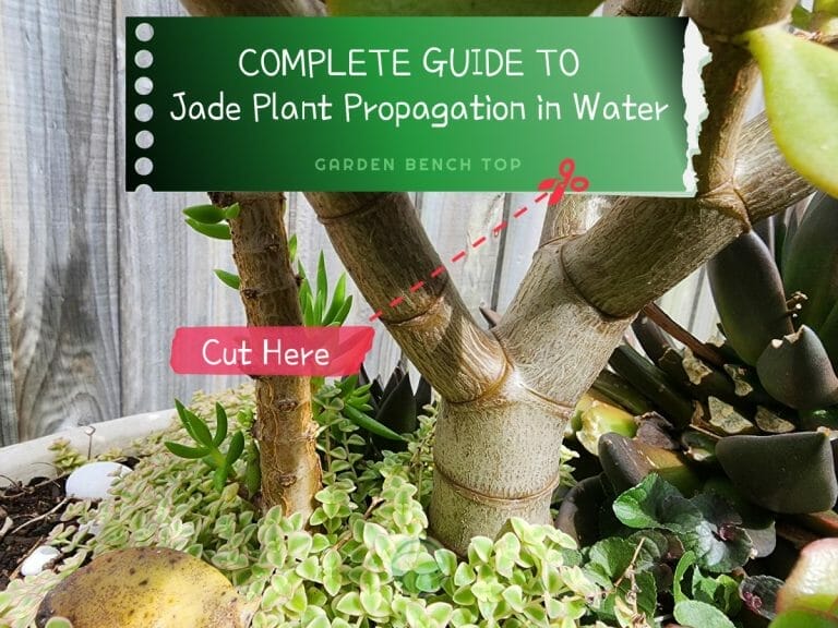 Jade Plant Propagation in Water