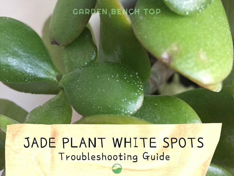 Jade Plant White Spots