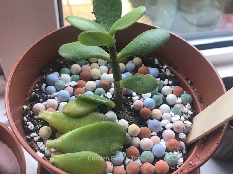 Jade with fallen leaves