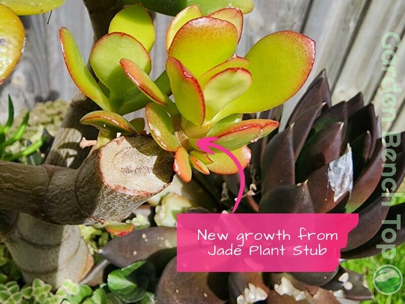 New growth of Jade Plant from Stub