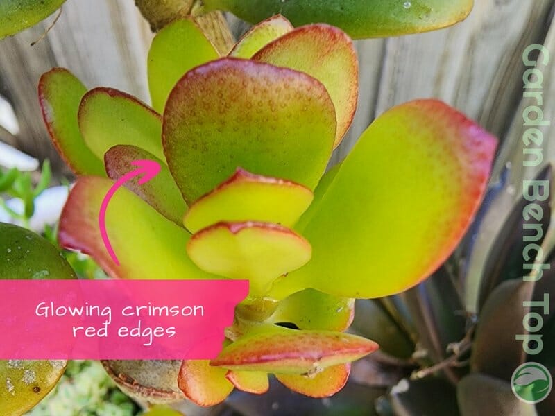 Red tinge on Jade Plant Foliage