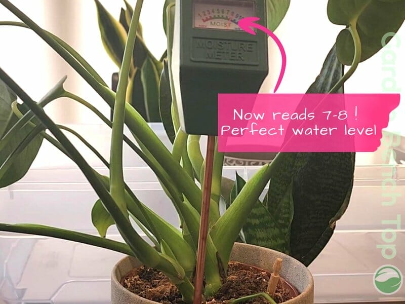 Retesting with soil moisture meter after watering