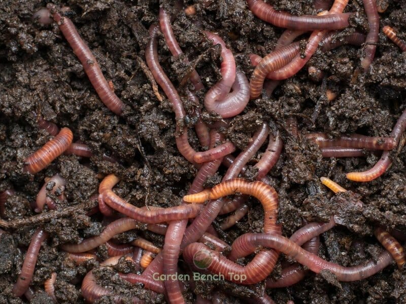 Rich worm castings are benefitical for soil