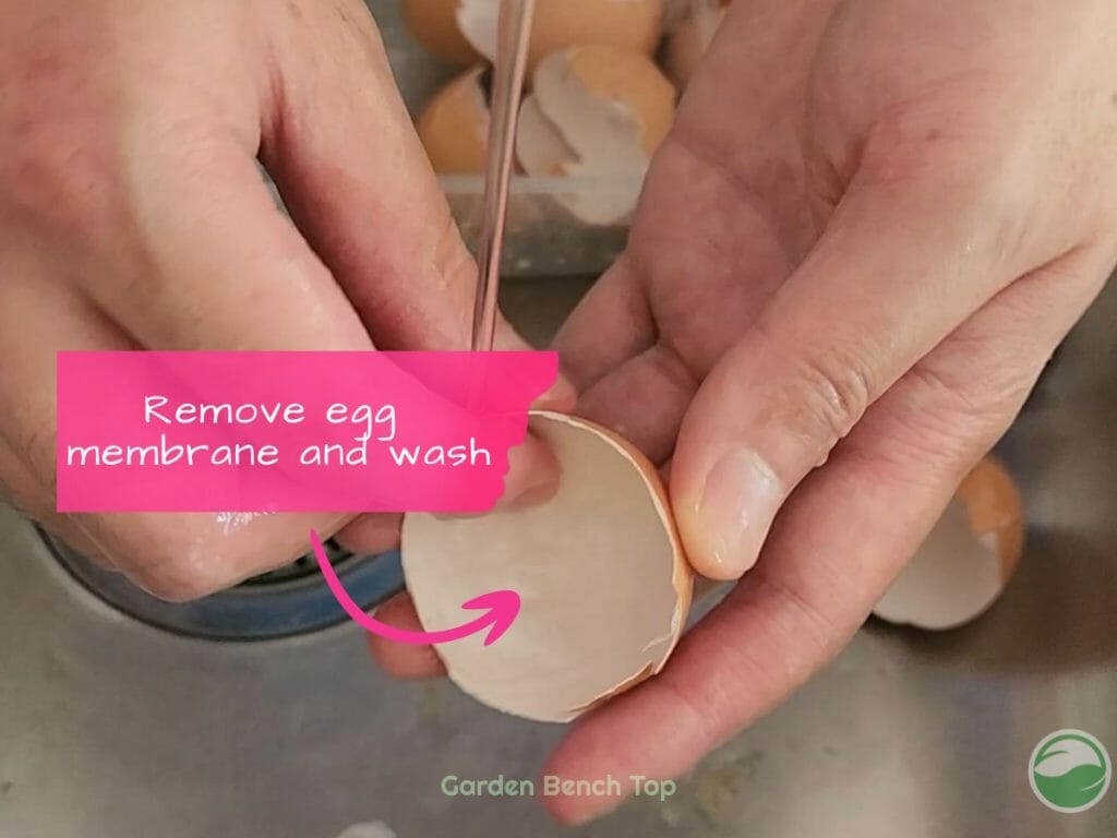 Wash & clean eggs
