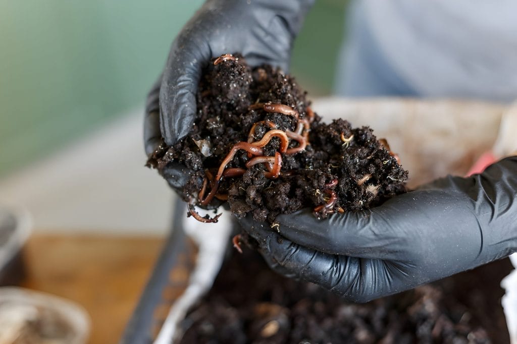 Worm-and-Soils-In-Gloves