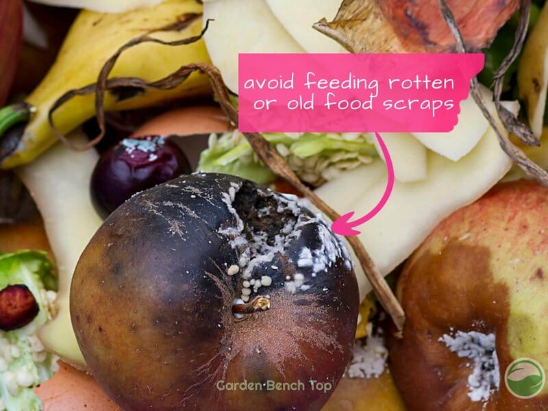 do not feed old rotting food to worms
