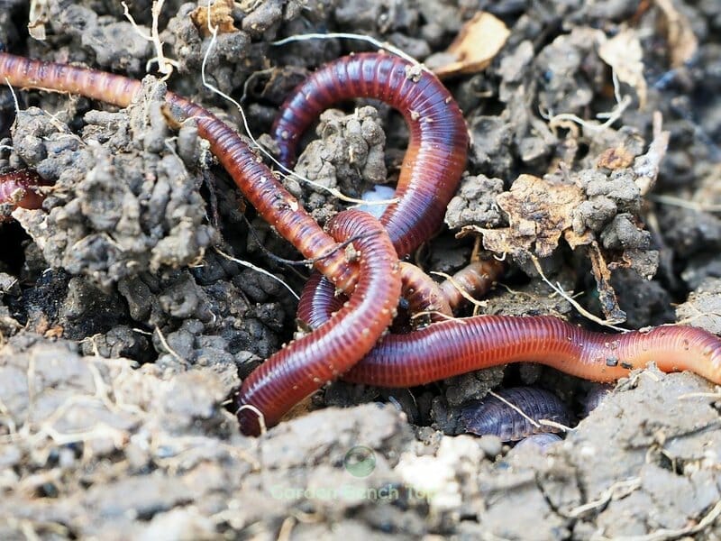 how to start a worm farm at home