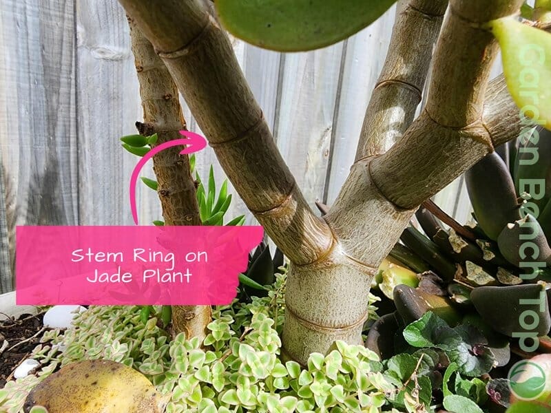 identifying stem ring on jade plant