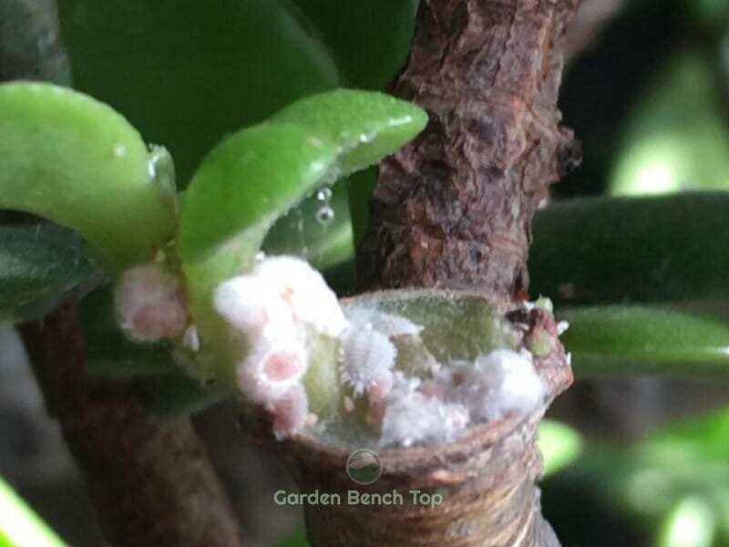 mealy bugs on jade plant