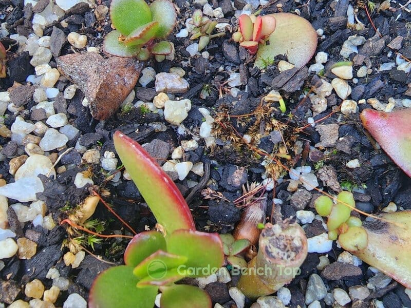 baby Jade plants growing from fallen leaves