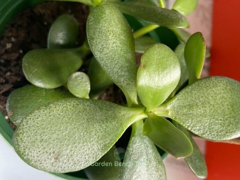powdery mildew on jade plant