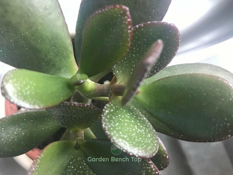 white spots on jade plant