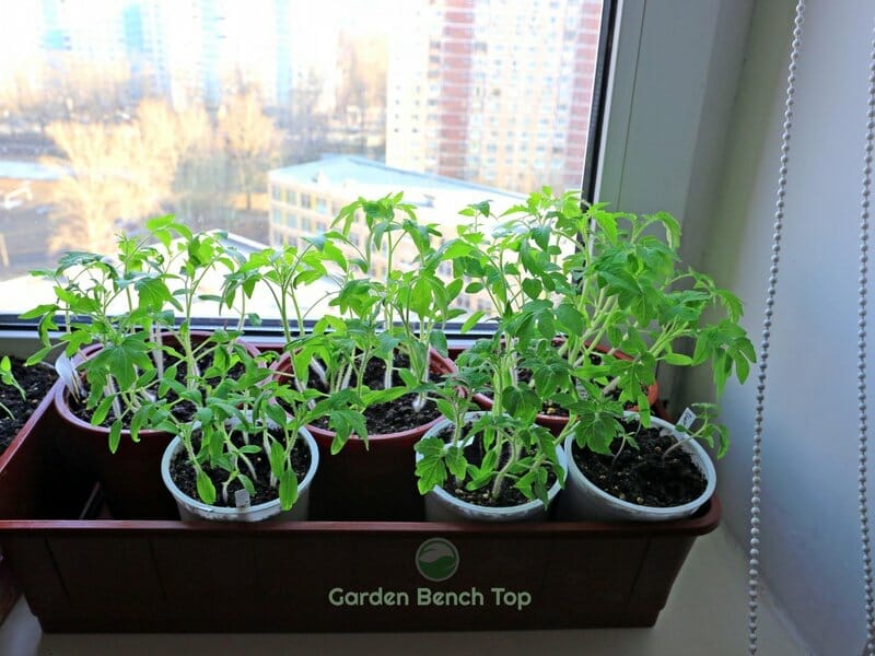 worm castings are perfect for seedlings