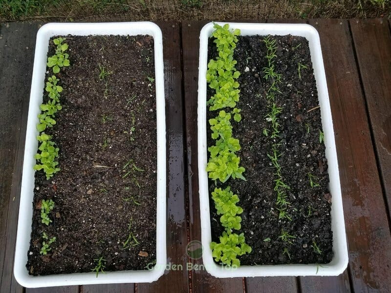 worm castings vs no fertilizer