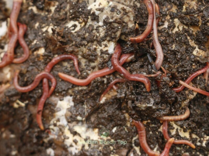 worms and worm castings