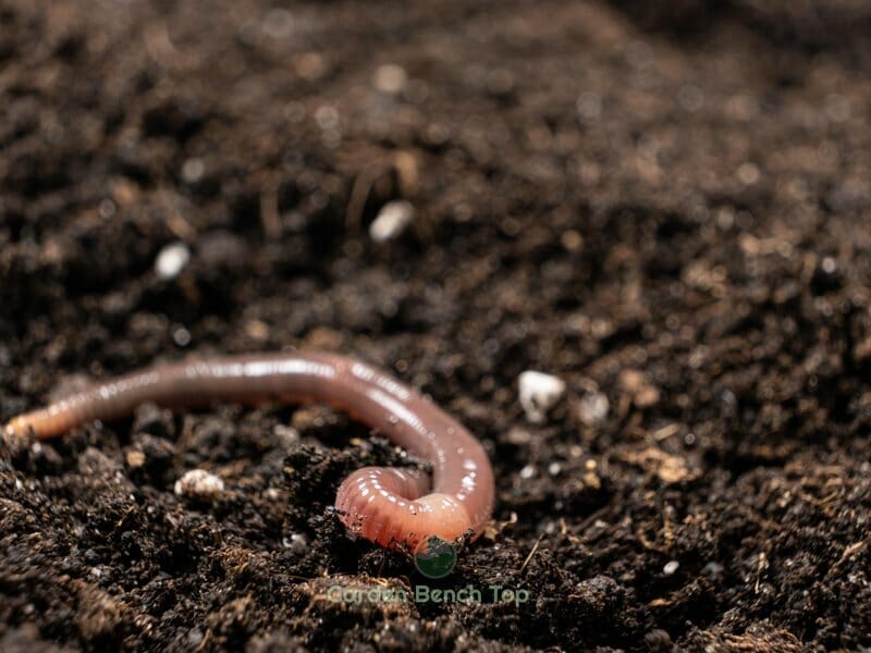 worms in the garden