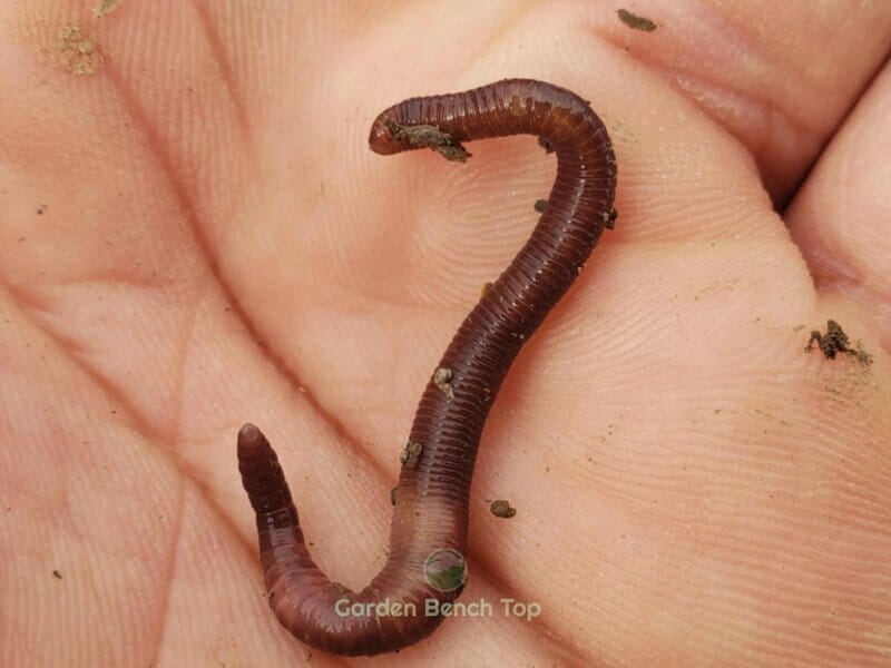African Nightcrawler Worms