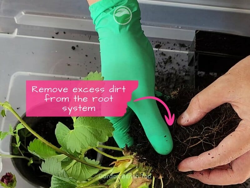 Clean and Prepare Plants