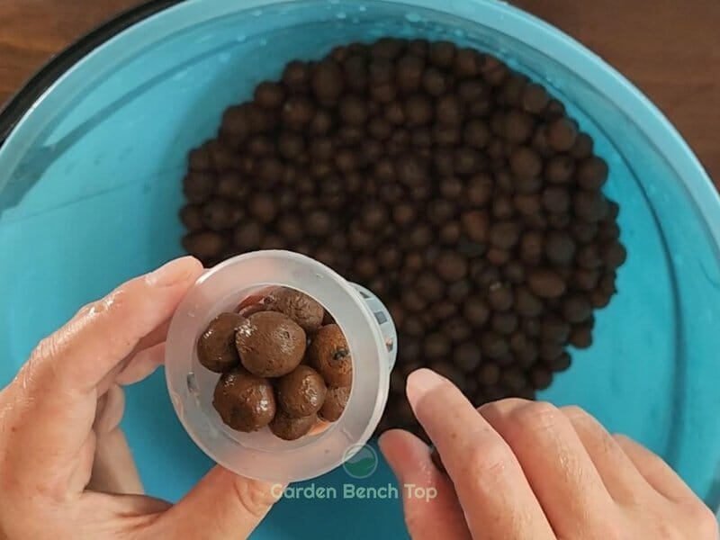 Dry or use LECA balls immediately