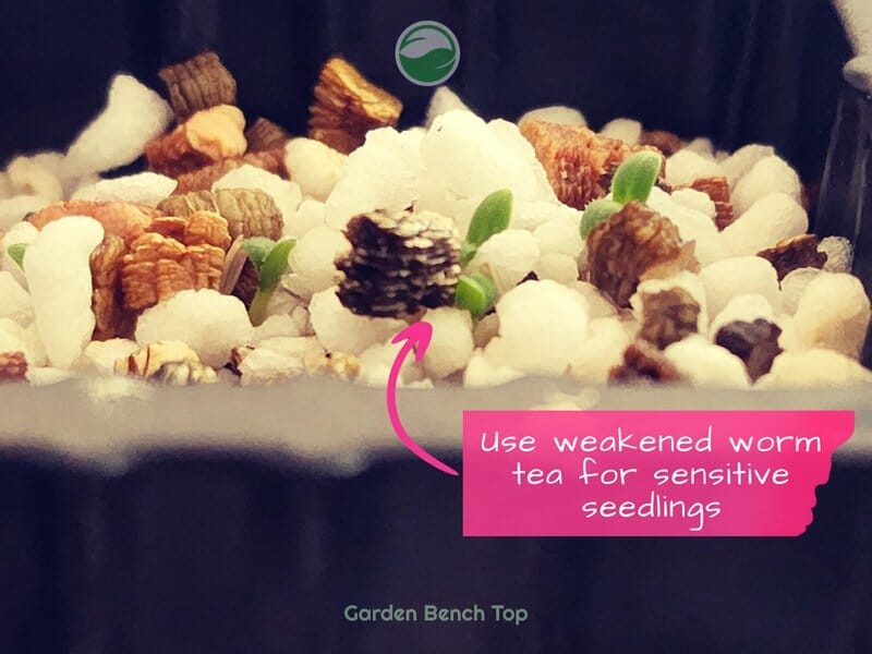 Feeding worm tea to seedlings