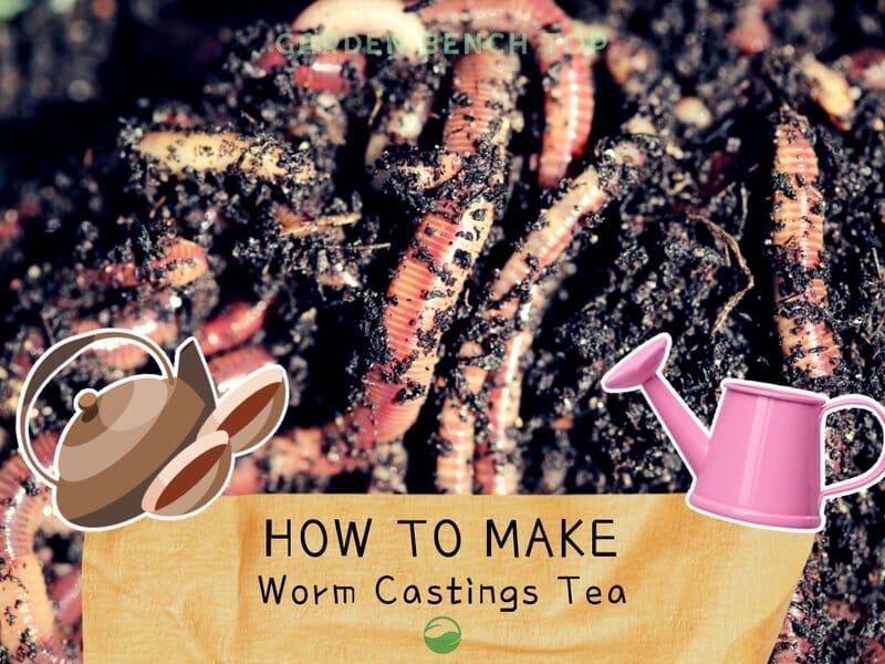 How to Make Worm Tea For Your Plants and Garden