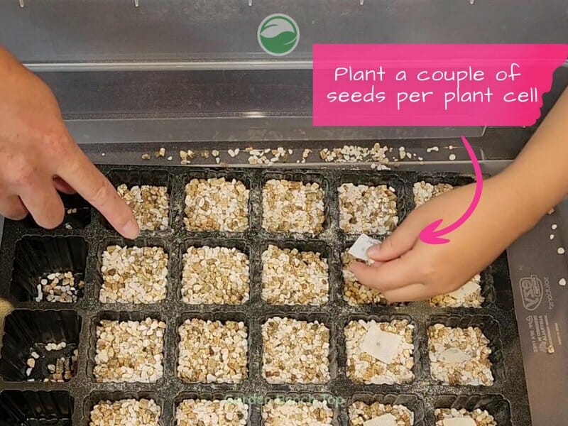 Plant seeds in soilless starting mix