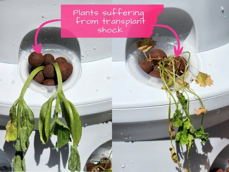 Plants suffering from transplant shock