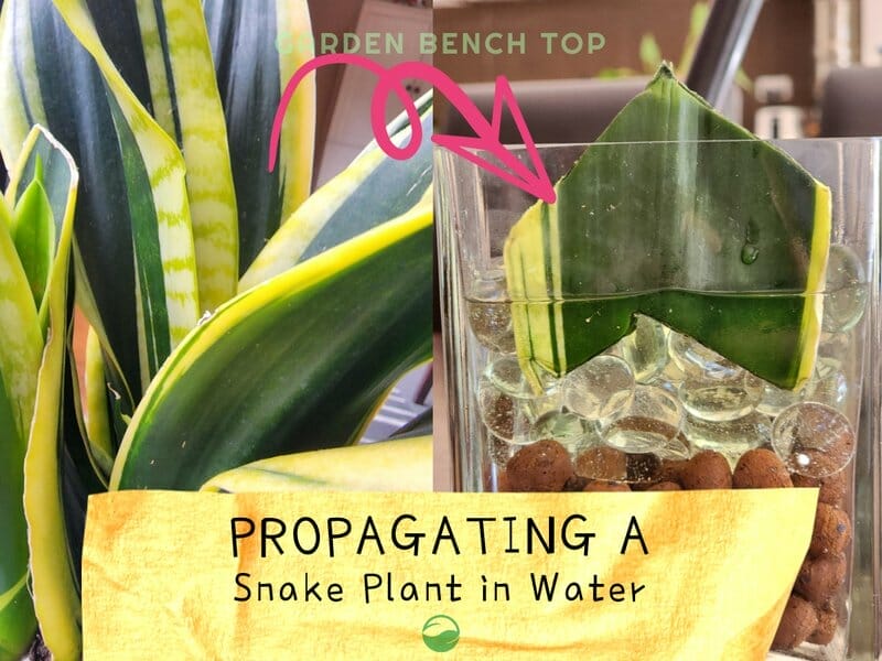 Propagating a snake plant in water