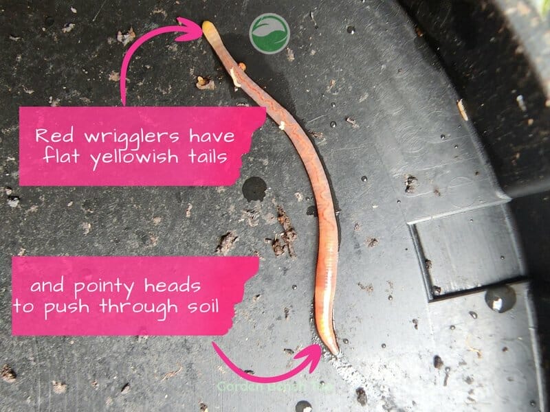 Red Wriggler Composting worm