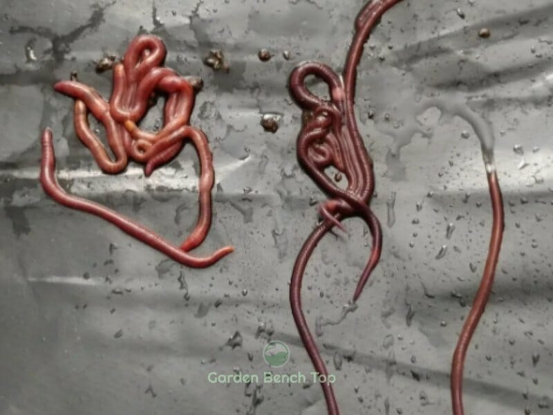 Red wrigglers vs Indian Blues