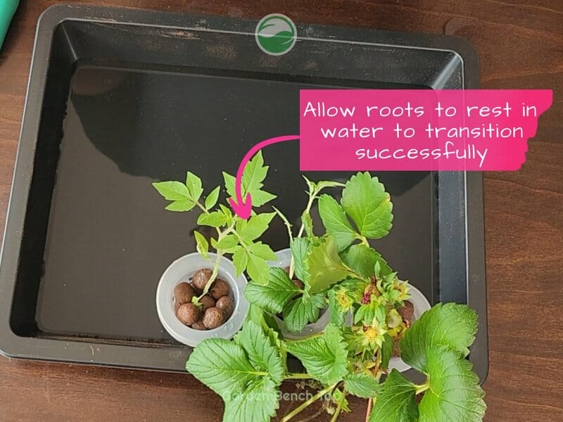 Rest the plants in water