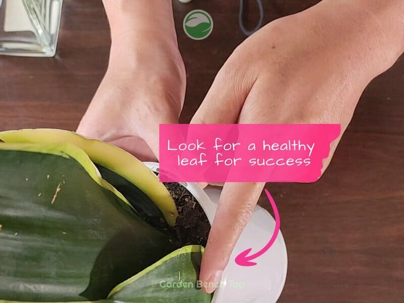 Selecting your cutting