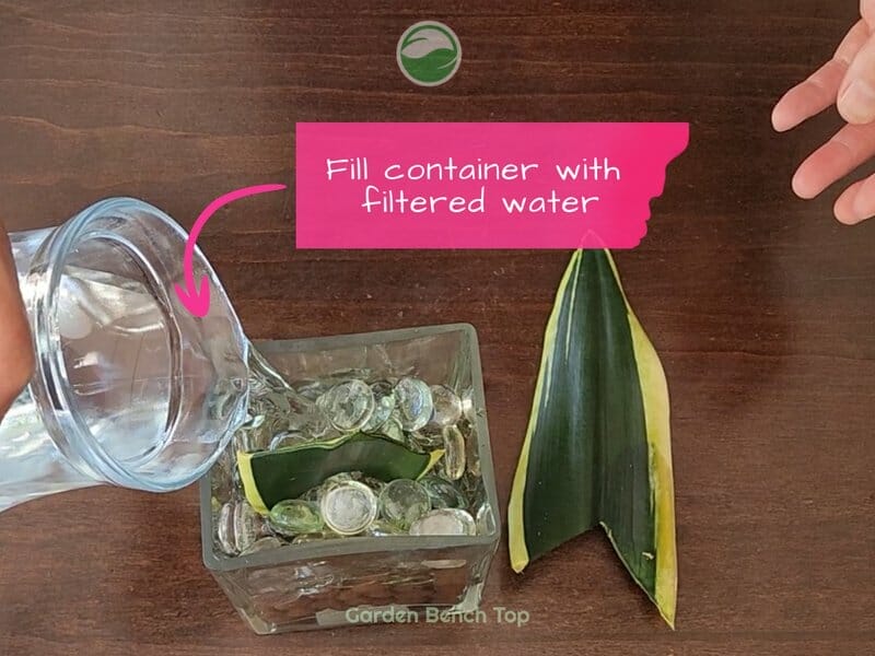 Setting up Snake Plant Cutting